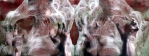 Title: Search 1, Medium: Digital print on archival paper, Size: 43 x 16 inch, Year: 2016